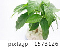 1573126