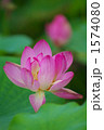 夏の風物詩・蓮の花