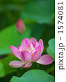 夏の風物詩・蓮の花