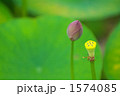 夏の風物詩・蓮の花