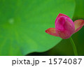 夏の風物詩・蓮の花