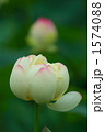 夏の風物詩・蓮の花