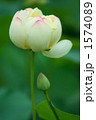 夏の風物詩・蓮の花