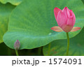 夏の風物詩・蓮の花
