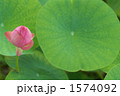 夏の風物詩・蓮の花