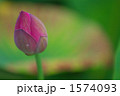 夏の風物詩・蓮の花
