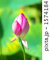 夏の風物詩・蓮の花