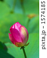 夏の風物詩・蓮の花