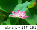 夏の風物詩・蓮の花
