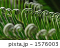 1576003