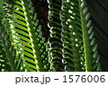 1576006