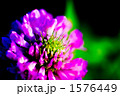 1576449