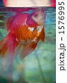 金魚
