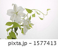 生花