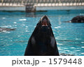 アシカ