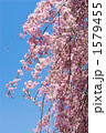 満開の紅枝垂桜の花