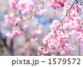満開の紅枝垂桜の花