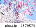 紅枝垂桜の花