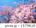 満開の紅枝垂桜の花