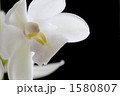 ランの花品種名／シンビジウム・エルフィンビューティー