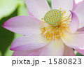  蓮の花・品種名／大賀ハス（古代ハス）