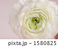 白いラナンキュラスの花