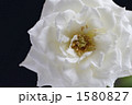  薔薇・品種名／カルトブランシェ