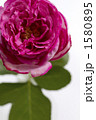  薔薇・品種名／イブピアッチェの花束