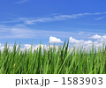 稲と青空-13109