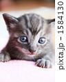 こねこ８