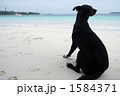 ニューカレドニアの砂浜にいた黒い犬