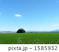 鎮守の森