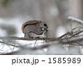 枝の上のエゾモモンガ