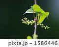自然薯の花
