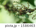 自然薯の花