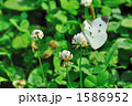 1586952