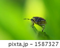 micro