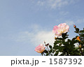 青空と薔薇