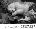 シエスタ