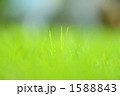 芝 芝