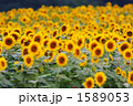 1589053