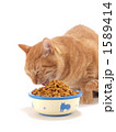 カリカリを食べる猫