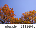 黄葉と青空
