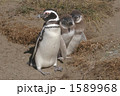マゼランペンギン