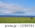 国後島を望む