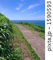 海へ向かう夏の坂道（草むら）縦