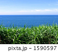 海を望む草むら