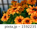 1592235