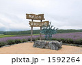 日の出ラベンダー園