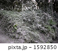 木に積もった火山灰